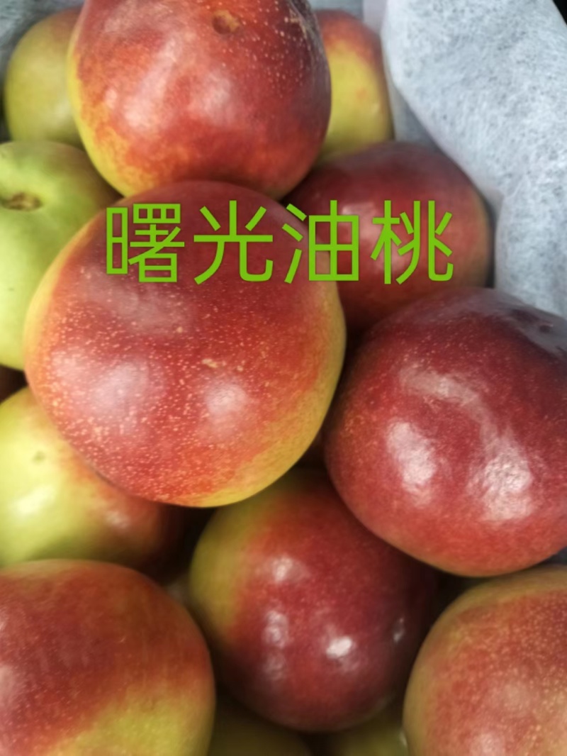 精品油桃大量上市产地直供量大货优欢迎咨询