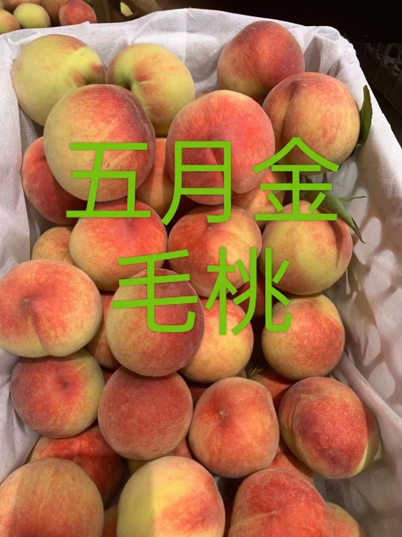 精品毛桃大量上市，产地直发口感香甜欢迎咨询