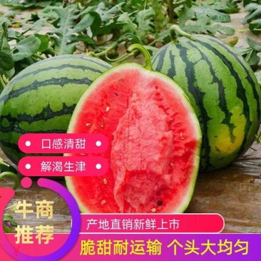 盈江甜王西瓜,产地直发,货源充足稳定,欢迎看货选购