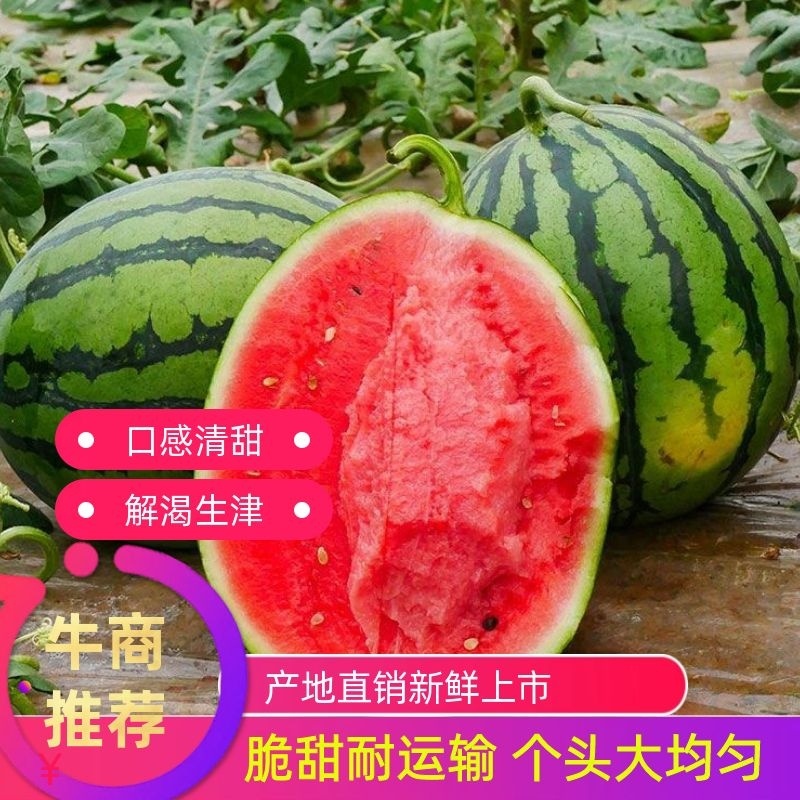 盈江甜王西瓜，产地直发，货源充足稳定，欢迎看货选购