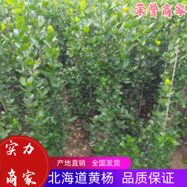 北海道黄杨北海道苗北海道黄杨苗北海道黄杨床苗