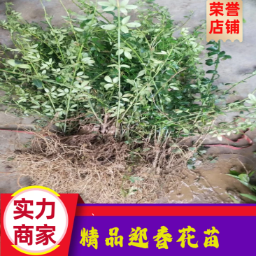 迎春花小苗迎春花苗迎春花床苗可视频看货选货