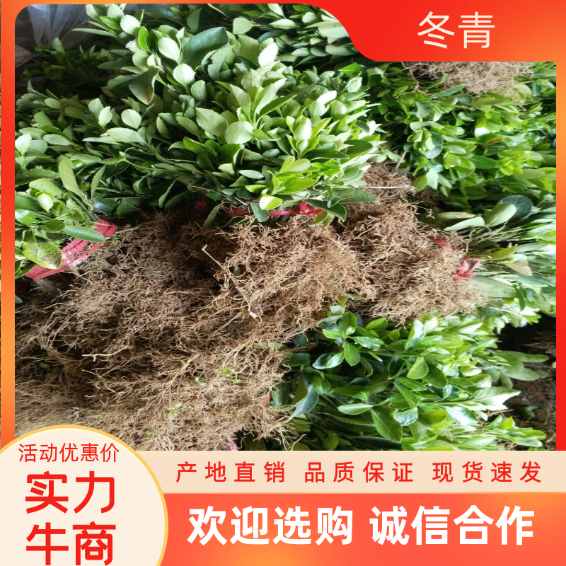 冬青床苗冬青小苗高度8-15公分冬青条沭阳基地现货农户