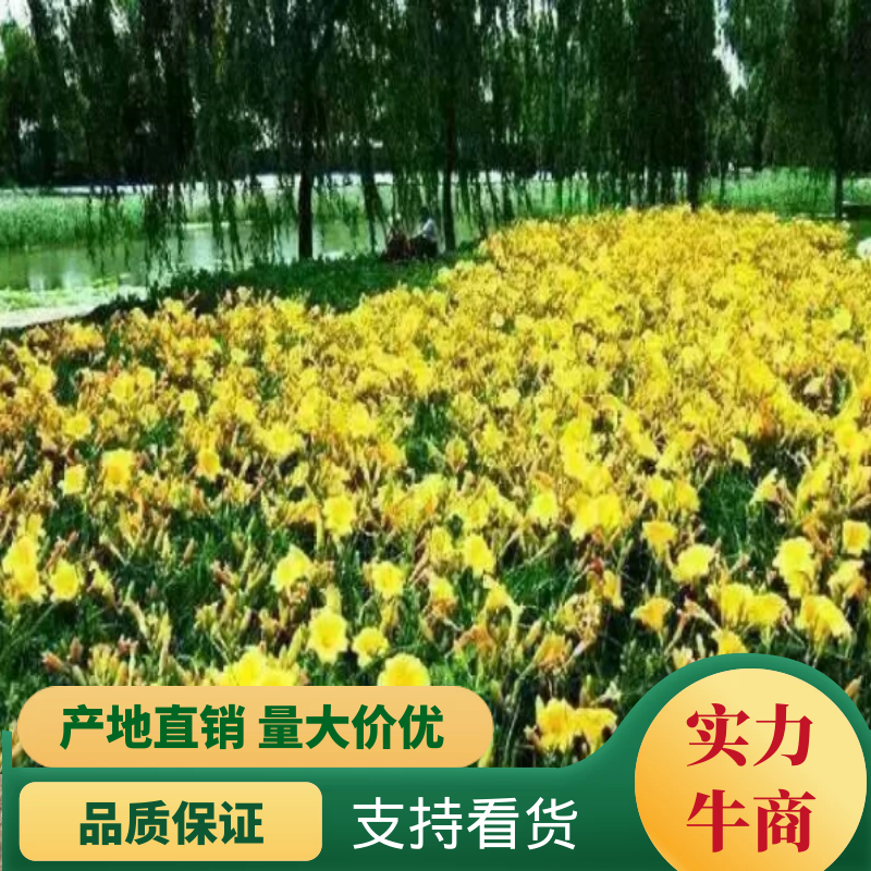 金娃娃萱草沭阳本地苗高8-15公分上车价0.1元一芽！