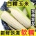 重庆潼关农家新鲜白糯玉米现摘甜玉米当季鲜玉米棒子生苞米