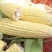 重庆潼关农家新鲜白糯玉米现摘甜玉米当季鲜玉米棒子生苞米