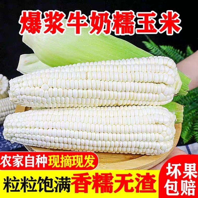 重庆潼关农家新鲜白糯玉米现摘甜玉米当季鲜玉米棒子生苞米