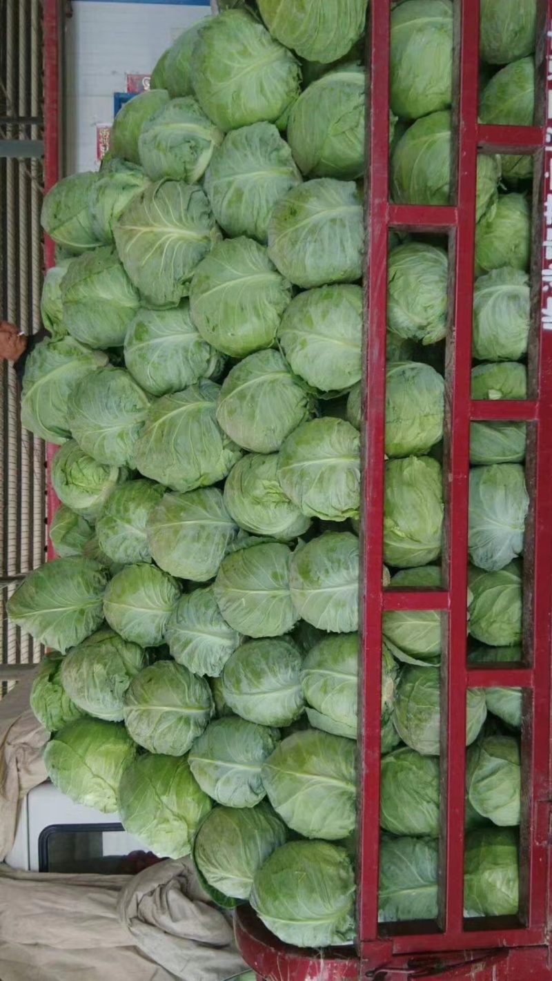 甘蓝大量有货，交通便利，价格优惠，质量保证，欢迎采购