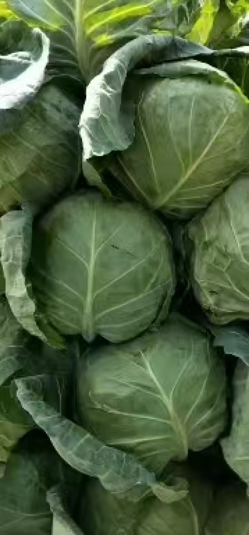 甘蓝大量有货，交通便利，价格优惠，质量保证，欢迎采购