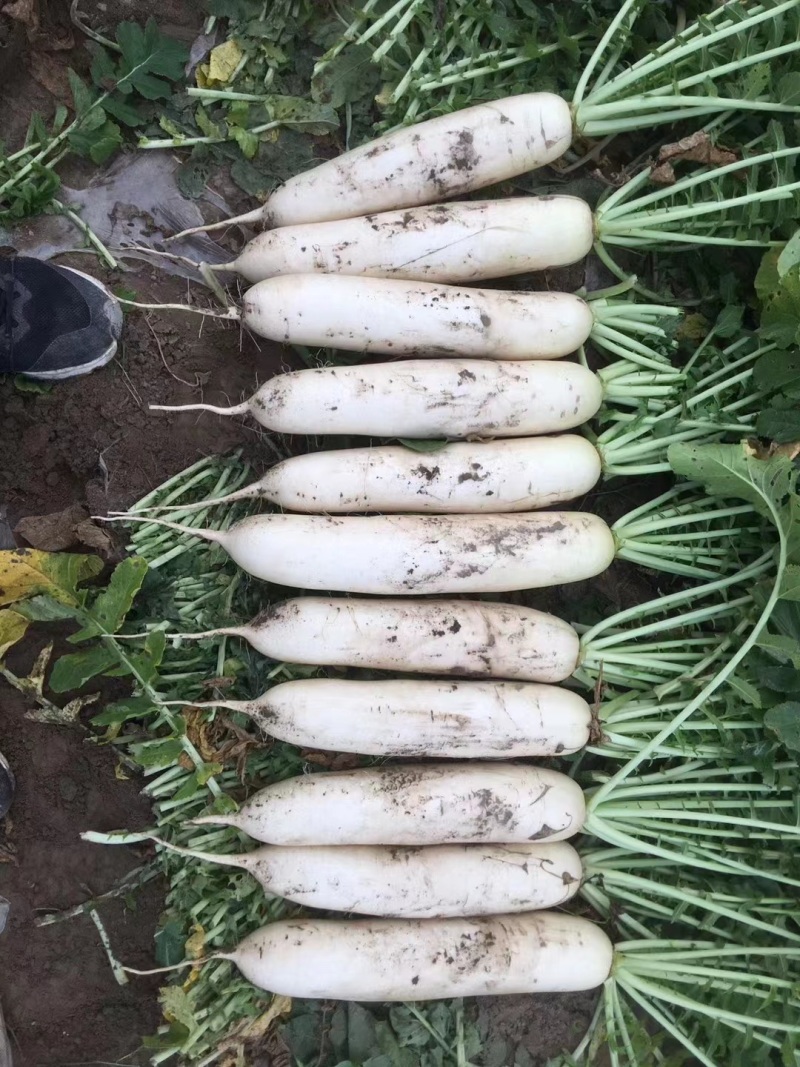 新鲜白萝卜当季蔬菜水果脆嫩萝卜泡菜胡萝卜重庆特产基地直发
