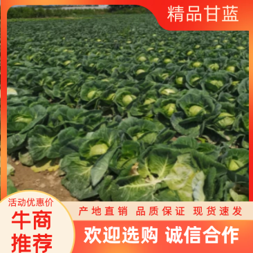 甘蓝大量有货，交通便利，价格优惠，质量保证，欢迎采购