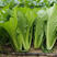 小白菜种子青梗小白菜种籽鲁鹏5号一代杂交快菜种子耐热