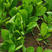小白菜种子青梗小白菜种籽鲁鹏5号一代杂交快菜种子耐热