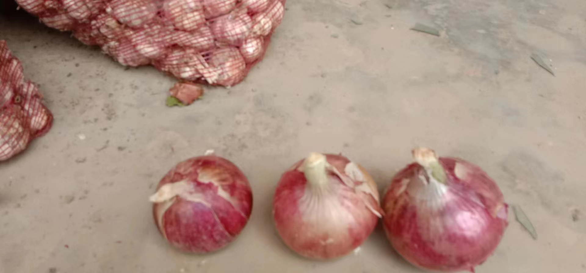 紫皮洋葱特写