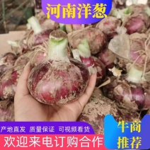 【推荐】紫皮洋葱，大量上市货源稳定基地直发欢迎来电咨询!