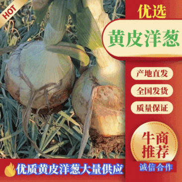 河南南阳新野洋葱上市,大量红供应,需要联系。