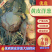 河南南阳新野洋葱上市,大量红供应,需要联系。