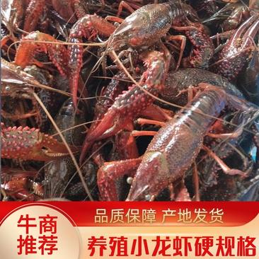 养殖小龙虾，硬规格产地直发，小青中青大青，全国发货。