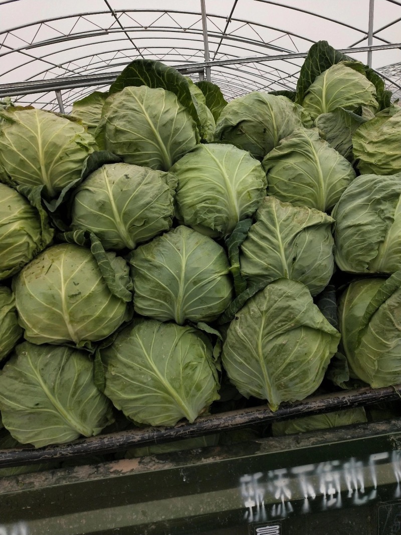 精品甘蓝圆包菜品质保证对接各类客户欢迎咨询