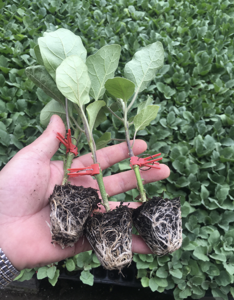 嫁接茄子苗山东绿萼长茄765长茄大龙长茄苗圆茄苗