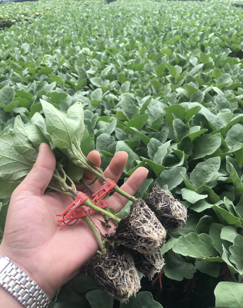 嫁接茄子苗山东绿萼长茄765长茄大龙长茄苗圆茄苗