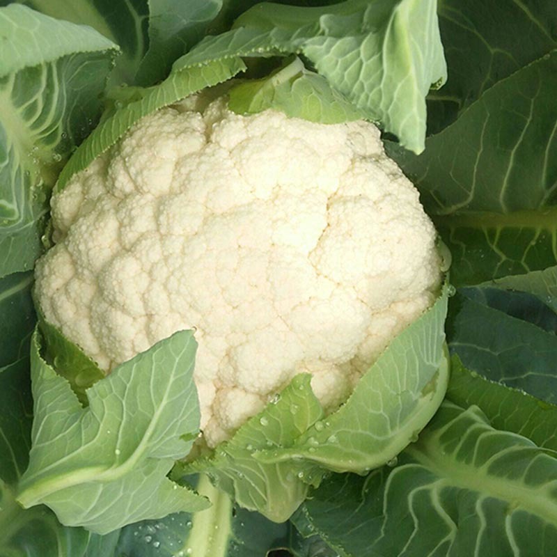 花菜种子青梗菜花雪皇68天耐热品种高产