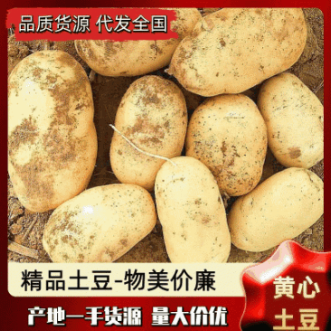 【精选】开封黄心土豆中薯海薯一手货源量大从优可对接商超