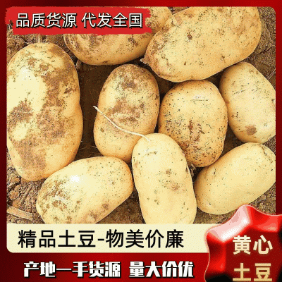 【精选】开封黄心土豆中薯海薯一手货源量大从优可对接商超