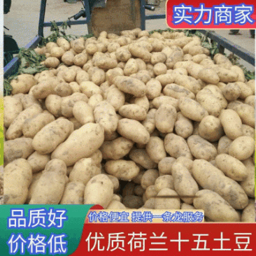 《实力商家》沃土五号土豆新土豆黄皮黄心个头大薯型好