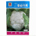 花椰菜种子雪白70天一代杂交耐热耐高温抗病强