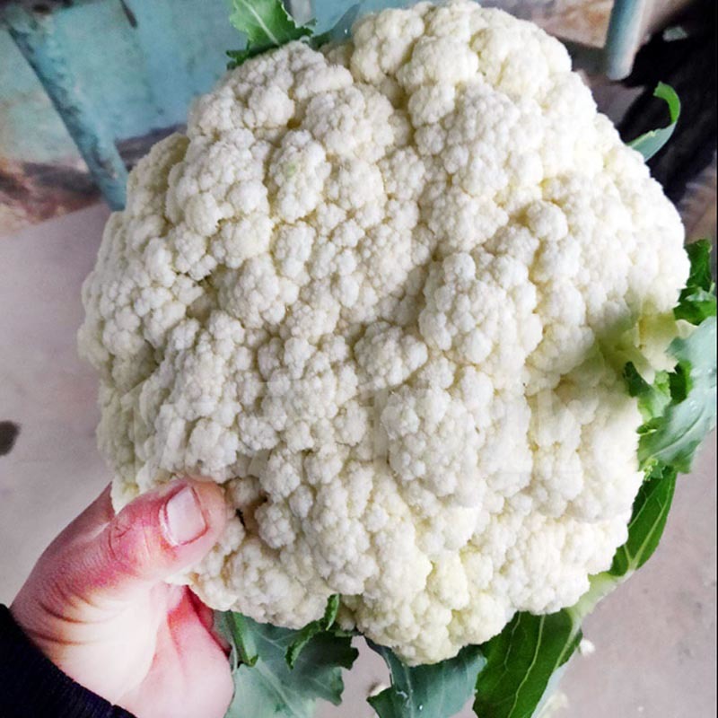 花椰菜种子雪白70天一代杂交耐热耐高温抗病强