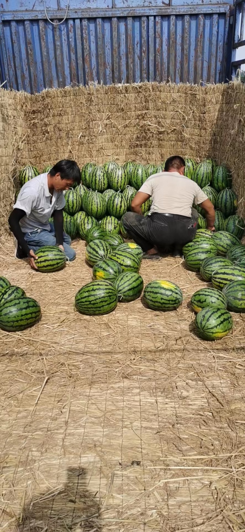 西瓜10斤打底9成熟头茬质量保障视频看货诚信合作欢迎来电