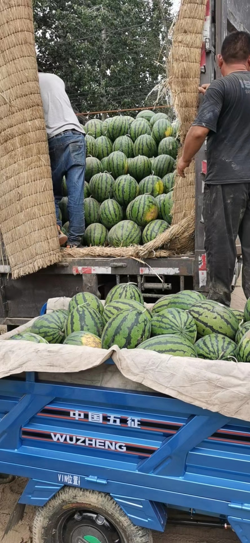 西瓜10斤打底9成熟头茬质量保障视频看货诚信合作欢迎来电