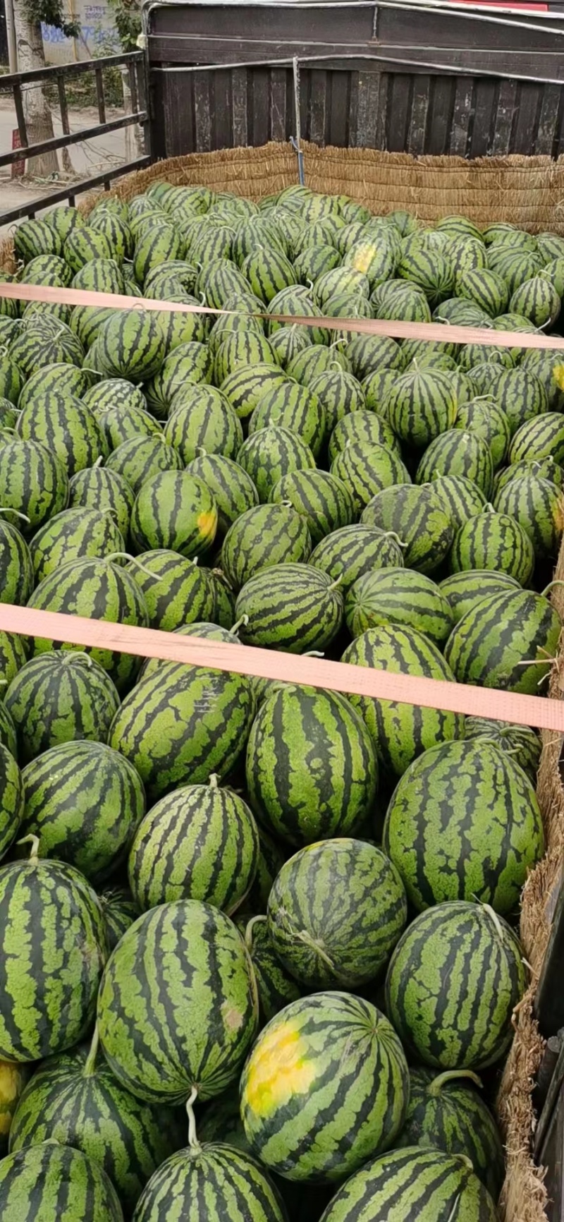 西瓜10斤打底9成熟头茬质量保障视频看货诚信合作欢迎来电