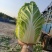 富硒大白菜高山白菜品质优良基地直销量大从优