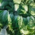 富硒大白菜高山白菜品质优良基地直销量大从优