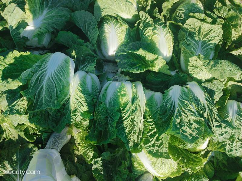 富硒大白菜高山白菜品质优良基地直销量大从优