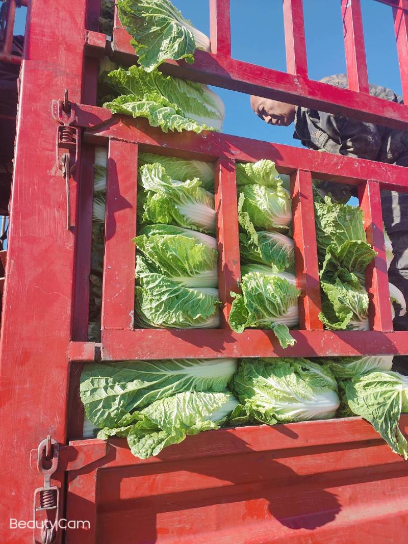 富硒大白菜高山白菜品质优良基地直销量大从优
