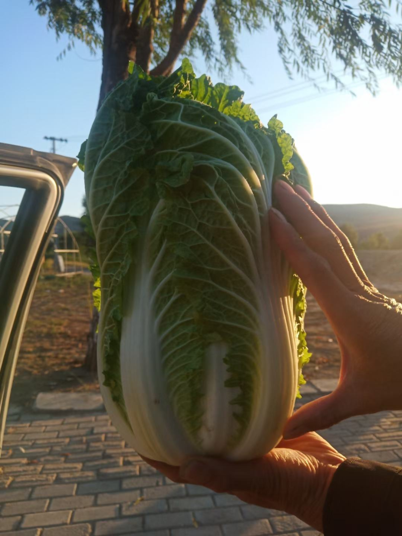 富硒大白菜高山白菜品质优良基地直销量大从优