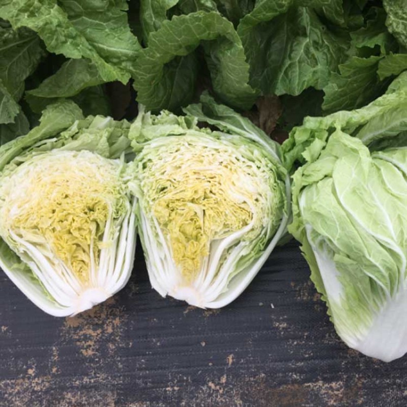 白菜种子大白菜烈日金刚反季节蔬菜耐热43度下基地用