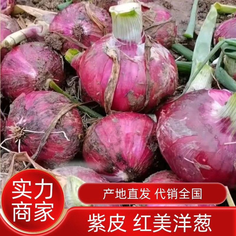 紫皮洋葱红美洋葱量大从优品质保欢迎来电