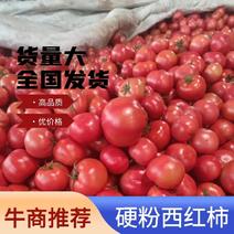 【优选】西红柿山东聊城硬粉西红柿产地直供批发商超电商