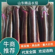 【推荐】长茄子山东聊城精品紫红长茄广茄直供商超加工厂