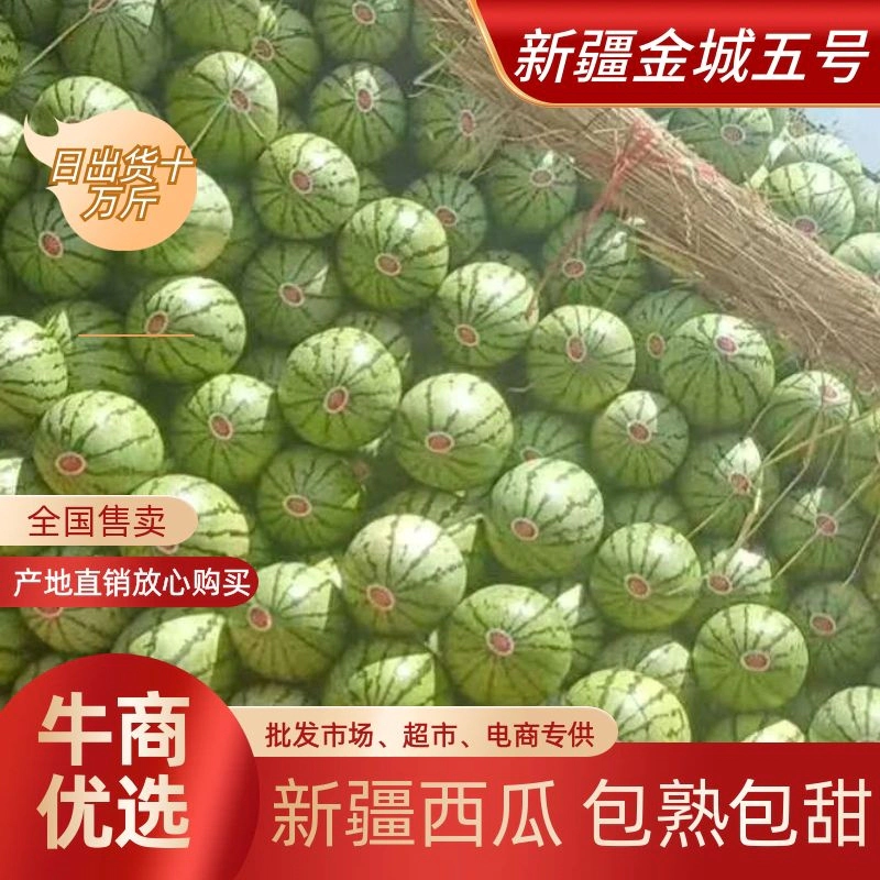 [金城5号西瓜批发]新疆吐鲁番高昌区西瓜 0.35元/斤【精选】 _ 一亩田