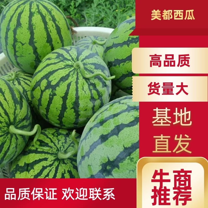 江苏无籽美都西瓜，台瓜农民本人200亩，欢迎兄弟朋友采购
