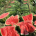 甜王西瓜，薄皮大红瓤，体形匀称卖相好耐运输，产地直供