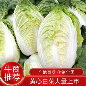 黄心秋喜产地直销欢迎客商喜讯联系白菜，，