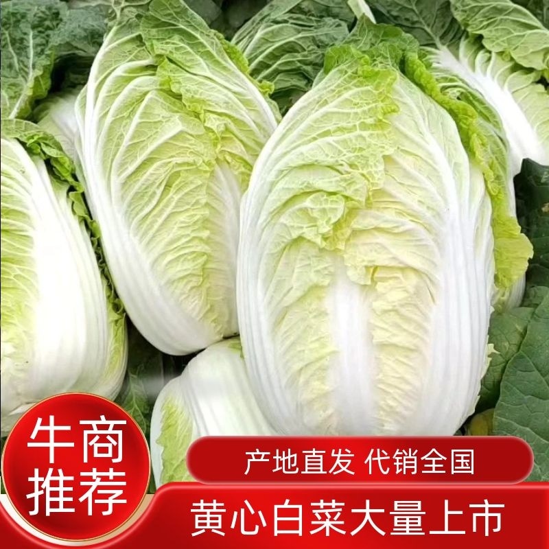 黄心秋喜产地直销欢迎客商喜讯联系白菜，，
