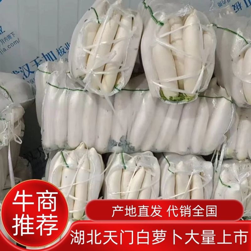 湖北天门白萝卜大量上市，三排四排五排规格齐全，品质保障