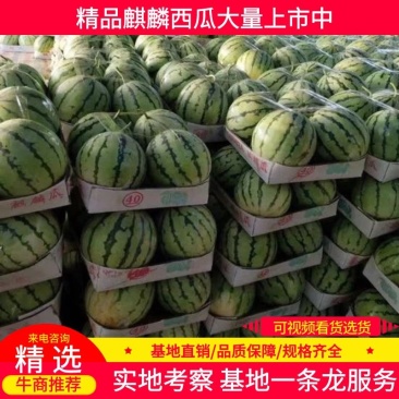 湖南岳阳，麒麟西瓜久甜二号，万亩西瓜可发全国。